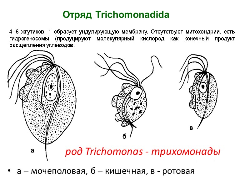а – мочеполовая, б – кишечная, в - ротовая 4–6 жгутиков, 1 образует ундулирующую